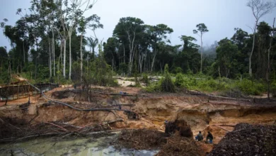 Garimpos ilegais de ouro podem emitir 3,5 toneladas de carbono por hectare e concentrar mercúrio no solo